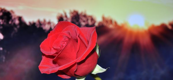 rose-670447_1920 rose-670447_1920